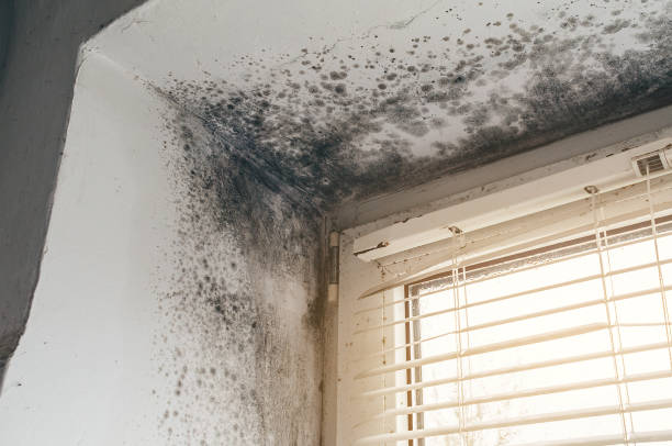 Affordable Mold Cleanup solutions in Hudgins, VA
